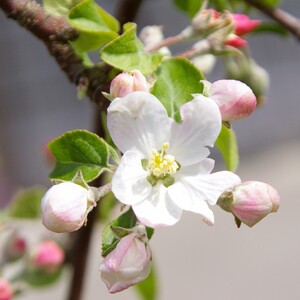 りんごワイン3本セット 王林＆ふじ＆紅玉