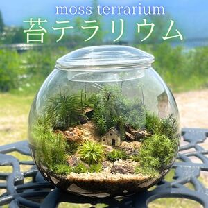 苔テラリウム | 長野県高森町 | ふるさと納税サイト「ふるなび」