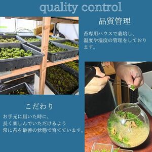 苔テラリウム | 長野県高森町 | ふるさと納税サイト「ふるなび」