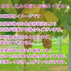 【訳あり】クイーンルージュ(R)2kg＜2026年8月下旬より発送＞
