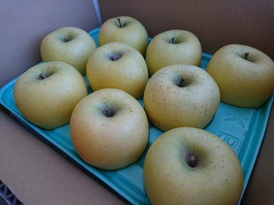 【アグリスタくましろ】シナノゴールドSF　ご家庭用約5kg(12～20玉)