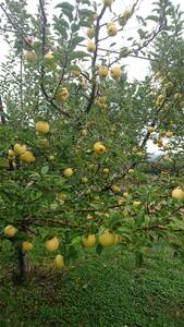 【アグリスタくましろ】シナノゴールドSF　ご家庭用約5kg(12～20玉)