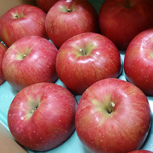 【アグリスタくましろ】シナノスイートSF　ご家庭用約5kg(12～20玉)