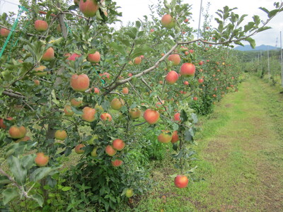 【アグリスタくましろ】シナノスイートSF　ご家庭用約5kg(12～20玉)