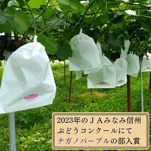 【訳あり】朝採れ厳選ナガノパープル 1.5kg（3～4房）