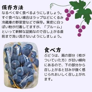 【訳あり】朝採れ厳選ナガノパープル 1.5kg（3～4房）