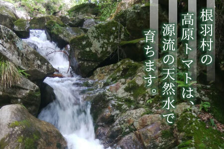 予約品※2025年11月～12月発送★フルーツのように甘い フルティカトマト 1.2kg 令和7年度産 ※予約商品※ 割れ保障付 毎年大人気！早いもの勝ち！ 数量限定 トマト 中玉 フルーツ フルーツトマト トマト ミニトマト 5000円 5,000円