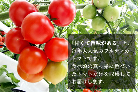 予約品※2025年11月～12月発送★フルーツのように甘い フルティカトマト 1.2kg 令和7年度産 ※予約商品※ 割れ保障付 毎年大人気！早いもの勝ち！ 数量限定 トマト 中玉 フルーツ フルーツトマト トマト ミニトマト 5000円 5,000円