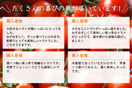 予約品※2025年11月～12月発送★フルーツのように甘い フルティカトマト 1.2kg 令和7年度産 ※予約商品※ 割れ保障付 毎年大人気！早いもの勝ち！ 数量限定 トマト 中玉 フルーツ フルーツトマト トマト ミニトマト 5000円 5,000円