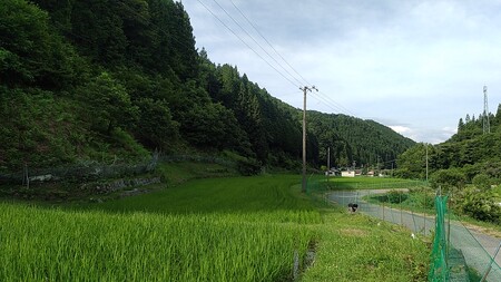 天龍村 農家さん応援米！ 天龍 こしひかり 10kg 訳あり  | 食品 米 こめ 天龍村産 こしひかり 長野県 南信州 天龍村 