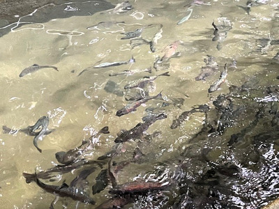  信州の清流で育った「あまご素焼き」　6尾入り | 魚 あまご 素焼き 長野県 南信州 天龍村