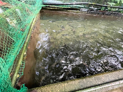  信州の清流で育った「あまご素焼き」　6尾入り | 魚 あまご 素焼き 長野県 南信州 天龍村