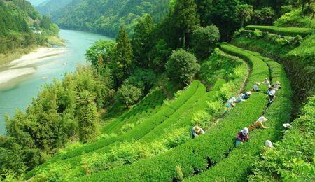 長野県天龍村・中井侍地区のお茶 