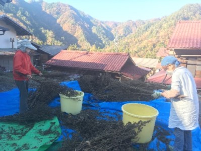 先行受付 1月下旬より発送予定 芳醇☆天龍えごま油3本入り