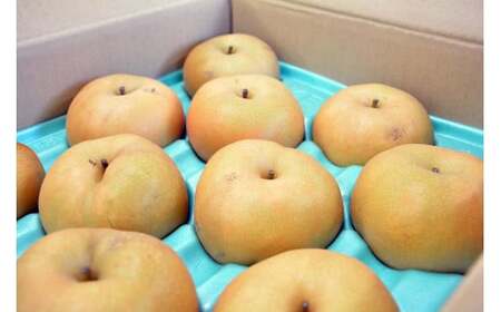 A-31 梨 南水※訳あり品※【8~16玉】約5kg※2026年発送 先行予約分※