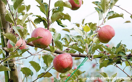【2026年2月発送】りんご 霜待ちふじ 約5kg(10~20玉入り)