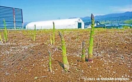 【2026年発送先行予約】春告げアスパラガス 約500ｇ（12～15本入り）※2026年4月発送予定※