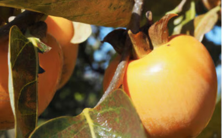 【2026年1月発送】農家直送！市田柿　家庭用1kg