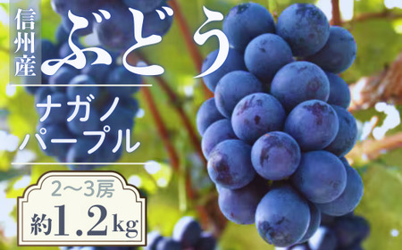 【2026年発送先行予約】ぶどう　ナガノパープル　約1.2kg（2～3房）※2026年8月下旬～9月上旬発送予定※　農家直送