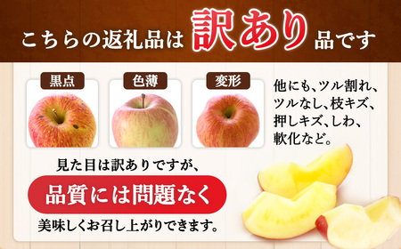 【先行予約】※訳あり※ りんご　サンふじ　約10kg　＜2027年1月上旬～2月上旬発送予定＞　リンゴ｜長野県産｜果物｜くだもの