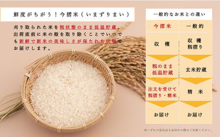 【令和6年産新米先行予約】米 11kg×5回 計55kg ブランド米 籾貯蔵今摺米きたくりん 10kg以上 50kg以上 北海道米 北海道【A-023】