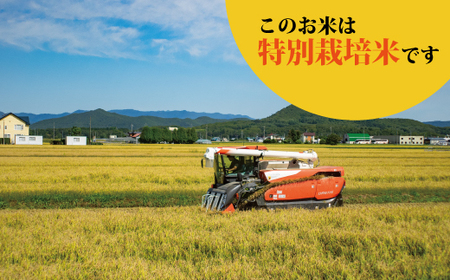 令和7年産 特別栽培米ゆめぴりか(特秀) 10kg 北海道当麻町 舟山農産 減農薬 低農薬【AB-017】