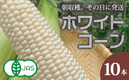2026年予約 ホワイトコーン 有機栽培 無農薬 無化学肥料 北海道 甘い とうもろこし トウモロコシ コーン 北海道産 アサンテファーム 朝採り 朝採れ 新鮮 旬 コーン 数量限定【AO-001】