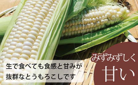 2026年予約 ホワイトコーン 有機栽培 無農薬 無化学肥料 北海道 甘い とうもろこし トウモロコシ コーン 北海道産 アサンテファーム 朝採り 朝採れ 新鮮 旬 コーン 数量限定【AO-001】