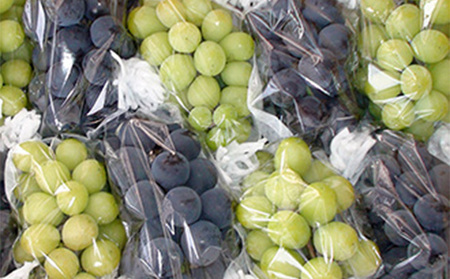 【2026年発送 先行予約】 家庭用 種あり巨峰3.8kg (9~13房) ぶどう 巨峰