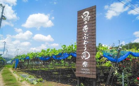 【2026年発送 先行予約】 家庭用 種あり巨峰3.8kg (9~13房) ぶどう 巨峰