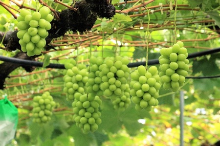 【2026年産】 訳ありシャインマスカット 約3.2kg（6~11房） シャインマスカット