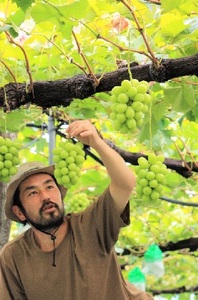 【2026年産】 訳ありシャインマスカット 約3.2kg（6~11房） シャインマスカット