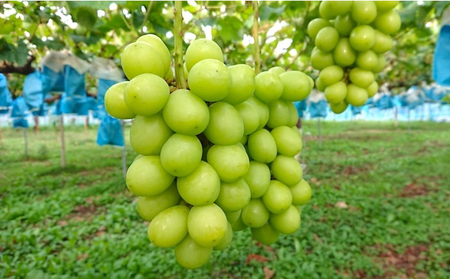 【2026年先行予約】まつもとぶどう園 シャインマスカット3~4房 約2kg シャインマスカット