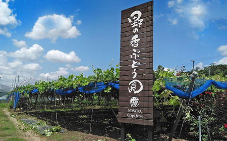 【2026年発送 先行予約】 訳あり 種あり巨峰 約1.2kg（3~5房） 巨峰