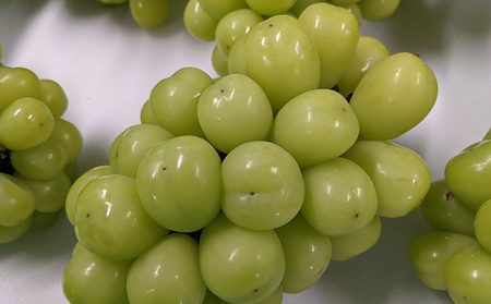 【2026年発送 先行予約】 訳あり シャインマスカット約1.2kg（バラ房） シャインマスカット