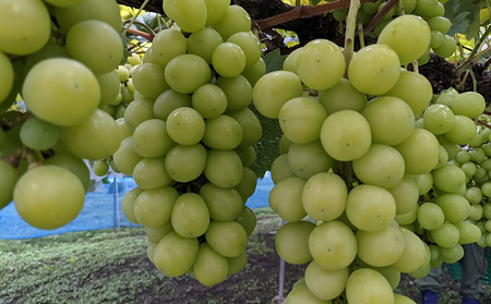 【2026年発送 先行予約】 訳あり シャインマスカット約1.2kg（バラ房） シャインマスカット