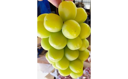 【2026年先行予約】 訳あり家庭用シャインマスカット たっぷり3~4房約1.5kg以上 シャインマスカット