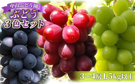 【2026年先行予約】旬のぶどう おまかせ3色セット（ナガノパープルまたはシャインマスカット含む3色 3~4房約1.5kg以上） ぶどう