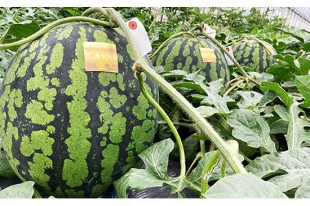 2205 大玉すいか「金色羅皇」(11kg以上ｘ1玉)【2025年8月発送予定】