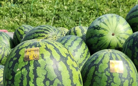 山形村産 金色羅皇 1玉（7kg以上）中川農園 3207