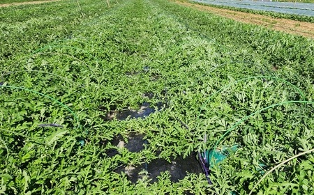 山形村産 金色羅皇 1玉（8kg以上）中川農園 3208