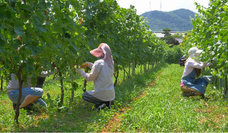 ソーヴィニヨン・ブラン 750ml 大池ワイン 1241