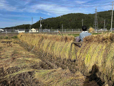 天日干し　特別栽培米　玄米１０kg