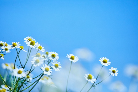 華密恋 ナチュラル シャンプー 200mL [カミツレ研究所 長野県 池田町 48110791]