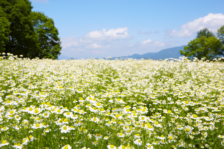 華密恋 ボディー ソープ 350mL ( 詰替え用 ) [カミツレ研究所 長野県 池田町 48110802]