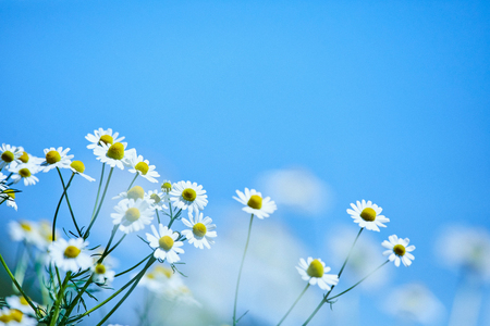 華密恋 ボディー ソープ 350mL ( 詰替え用 ) [カミツレ研究所 長野県 池田町 48110802]