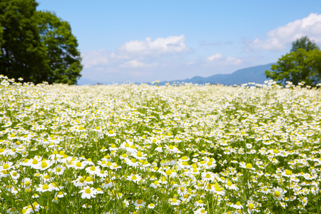 華密恋 ハンドクリーム 30g [カミツレ研究所 長野県 池田町 48110800]