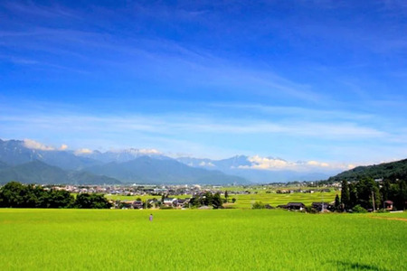 米 令和7年 長野県産 コシヒカリ 5kg（精米） [大北農業協同組合 長野県 池田町 48110835] 