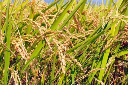 【北アルプス清流そだち】米 令和7年 長野県産 コシヒカリ10kg [大北農業協同組合 長野県 池田町 48110828]