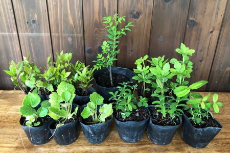 花とハーブの里から贈る 育てやすい苗5種 計12ポット 夢農場 長野県池田町 長野県池田町 ふるさと納税サイト ふるなび